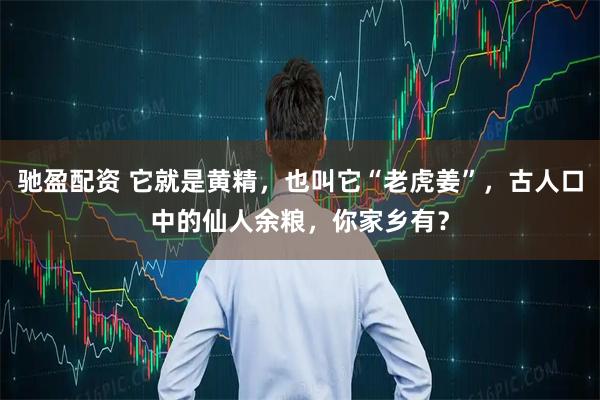 驰盈配资 它就是黄精，也叫它“老虎姜”，古人口中的仙人余粮，你家乡有？